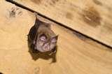 vignette_petit_rhinolophe_c_olivier_prohin.jpg
