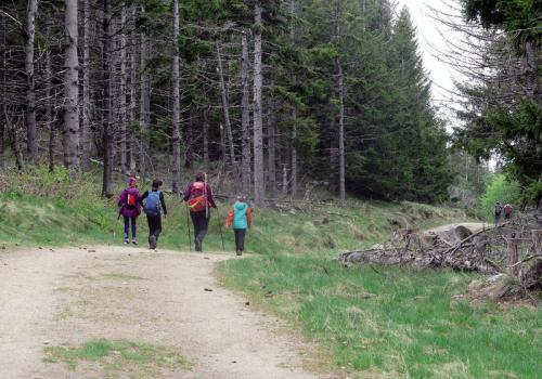 balade-en-foret_akl1poq.jpg.800x800_q85_watermark-d41d8cd98f00b204e9800998ecf8427e.jpg