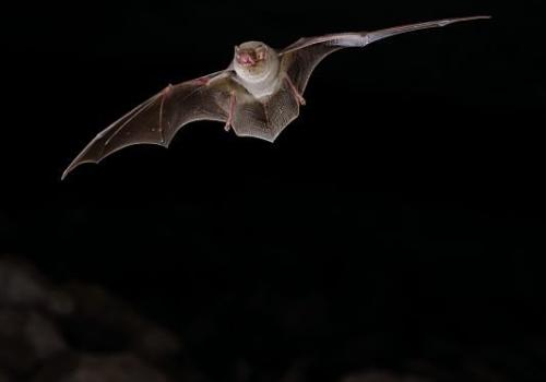 chauve-souris-en-vol.jpg.800x800_q85_watermark-d41d8cd98f00b204e9800998ecf8427e.jpg