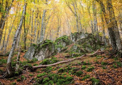 foret-de-laigoual.jpg.800x800_q85_watermark-d41d8cd98f00b204e9800998ecf8427e.jpg