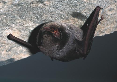 minioptere-de-schreibers.jpg.800x800_q85_watermark-d41d8cd98f00b204e9800998ecf8427e.jpg