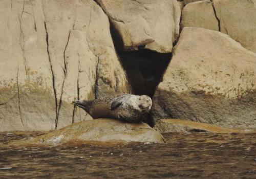phoque_parc_national_du_fjord-du-saguenay_c_mathieu_dupuis.jpg