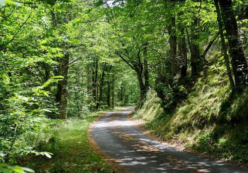 route-sous-chataigniers.jpg.800x800_q85_watermark-d41d8cd98f00b204e9800998ecf8427e.jpg