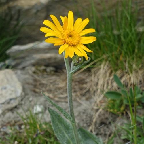 10_senecio_doronicum.jpg