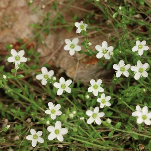 11_arenaria_ligericina.jpg