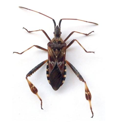 Leptoglossus occidentalis