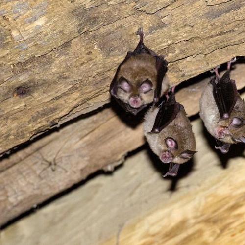 colonie de petit rhinolophe 
