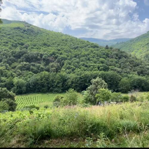 Les vignes du Clos de la Rouvière