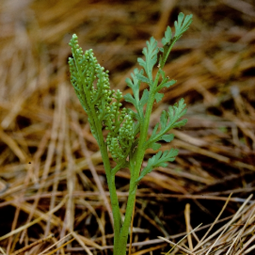 9_botrychium_matricariifolium.png