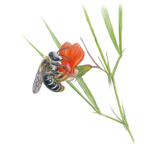 andrena_lathyri.jpg