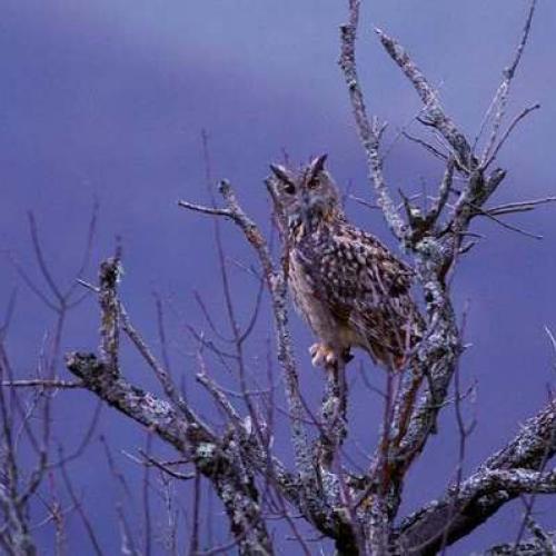 pv_hibou_grand-duc_c_regis_descamps_pnc.jpg