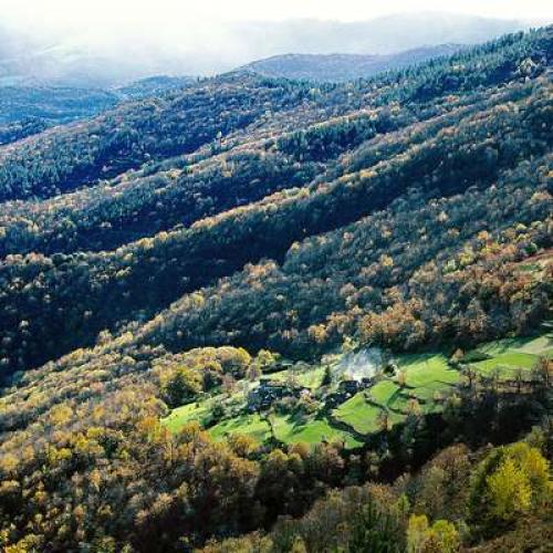 vignette_forets_cevenoles_c_a_lagrave.jpg