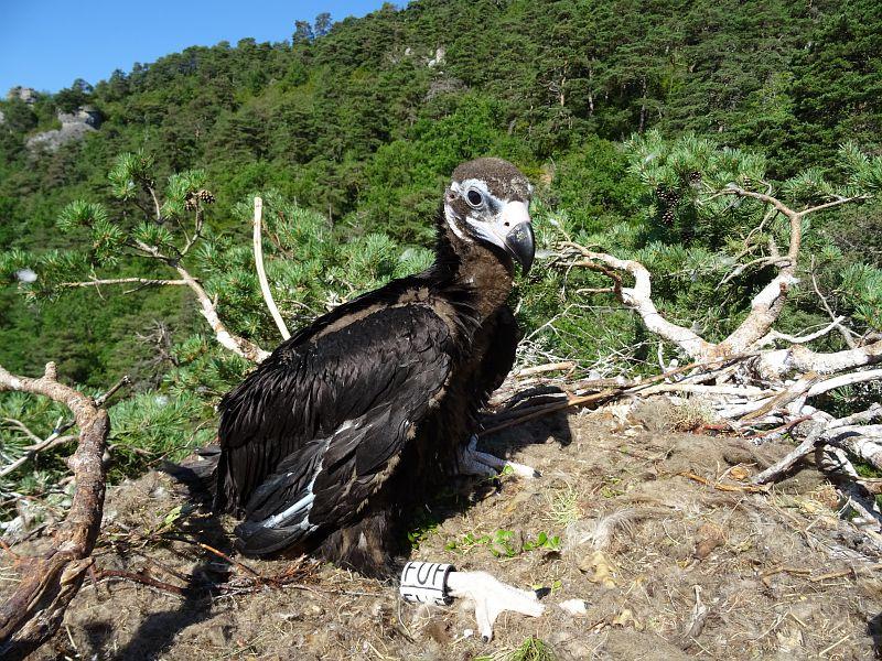 vautour moine bagué