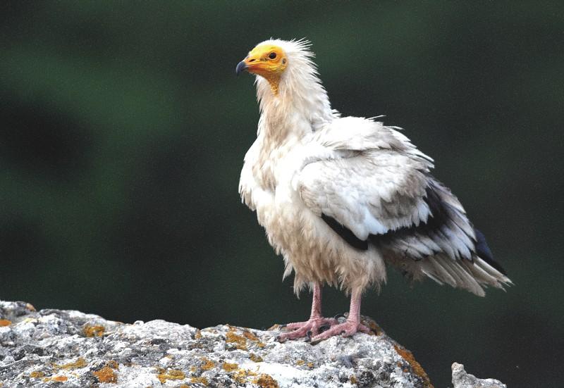 Vautour percnoptere