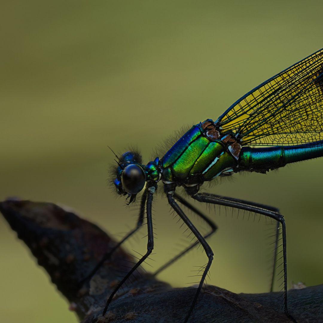 Calopteryx