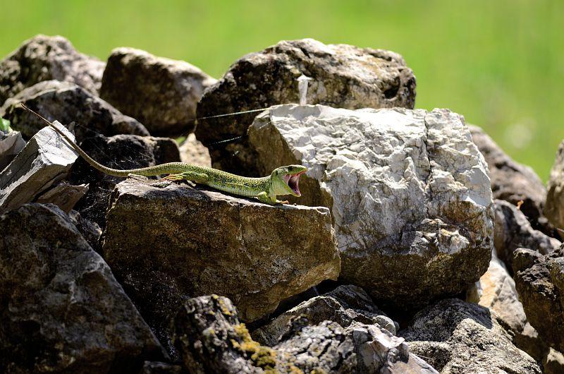 Lézard ocellé