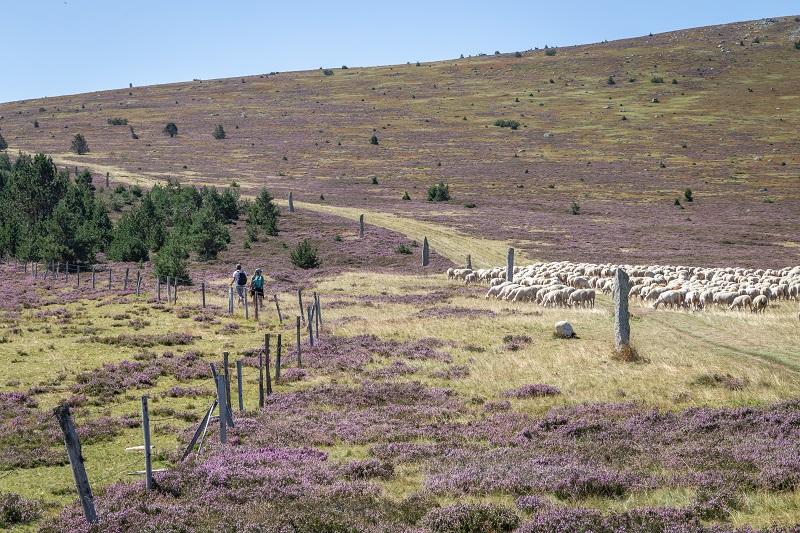 Transhumance mont lozere