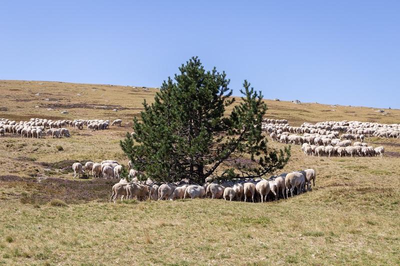 Brebis sur le mont Lozère