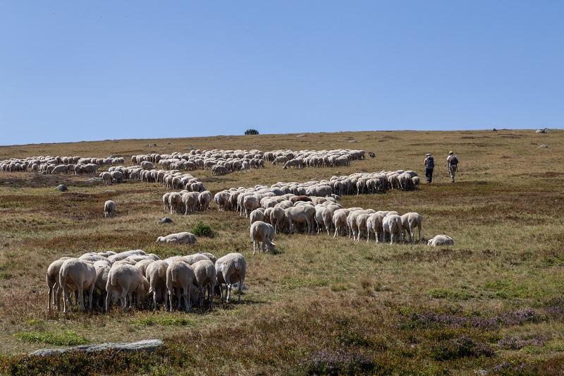 Brebis sur le mont Lozère