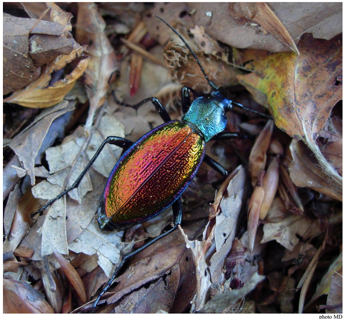 Carabus