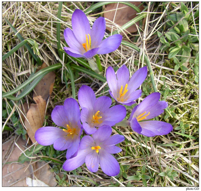 Crocus