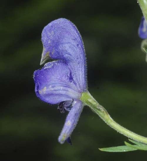 aconitum_napellus_subsp_burnatii_entre_belvedere_et_bouzedes_bord_de_route_-_3.jpg