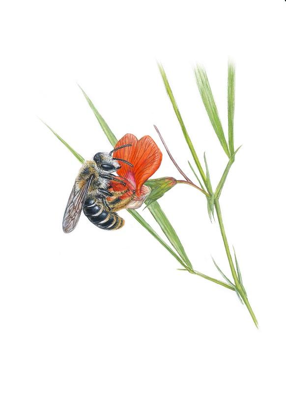 andrena_lathyri.jpg