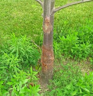 castanea_dentata_-_blight_1zoomweb.jpg