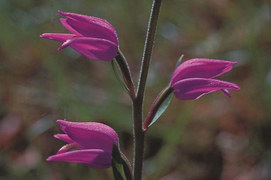 Cephalanthère rouge