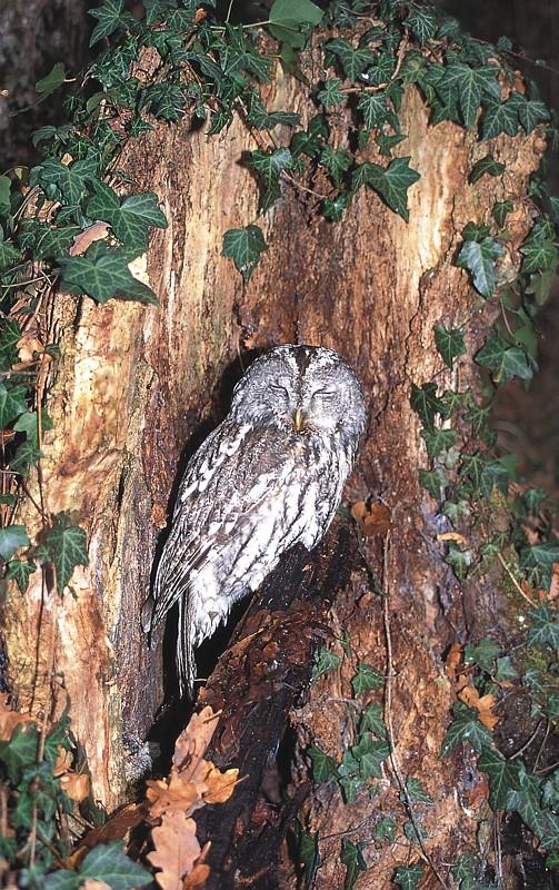 Chouette hulotte © Jean-François Noblet