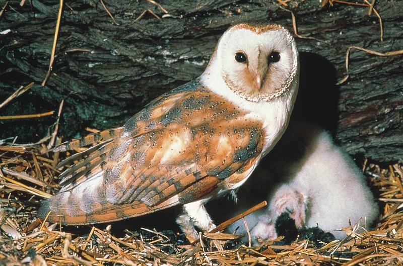 Chouettes effraies © Jean-François Noblet