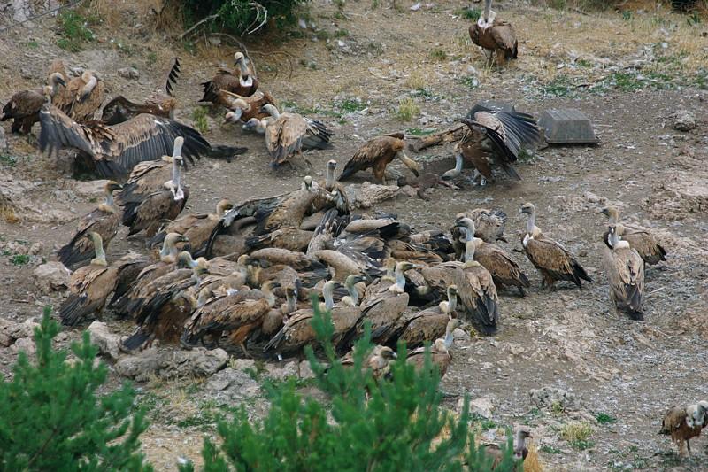 Curée de vautours au charnier de Cassagnes