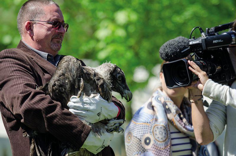 Henri Couderc, président du Parc national des Cévennes, portant Aigoual lors du lâcher de gyapètes à Salvinsac en 2016