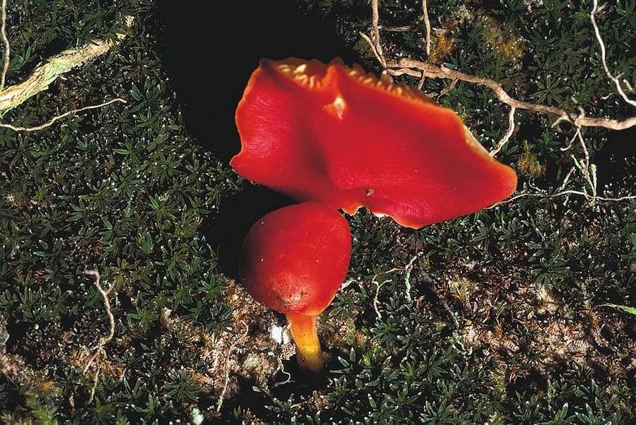 Hygrocybe rouge © Yves Maccagno