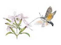 macroglossum_stellatarum.jpg