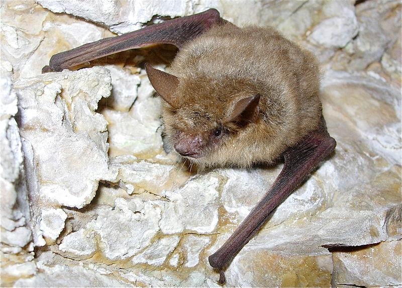 myotis_emarginatus_-_ph._karol_tabarelli_de_fatis.jpg