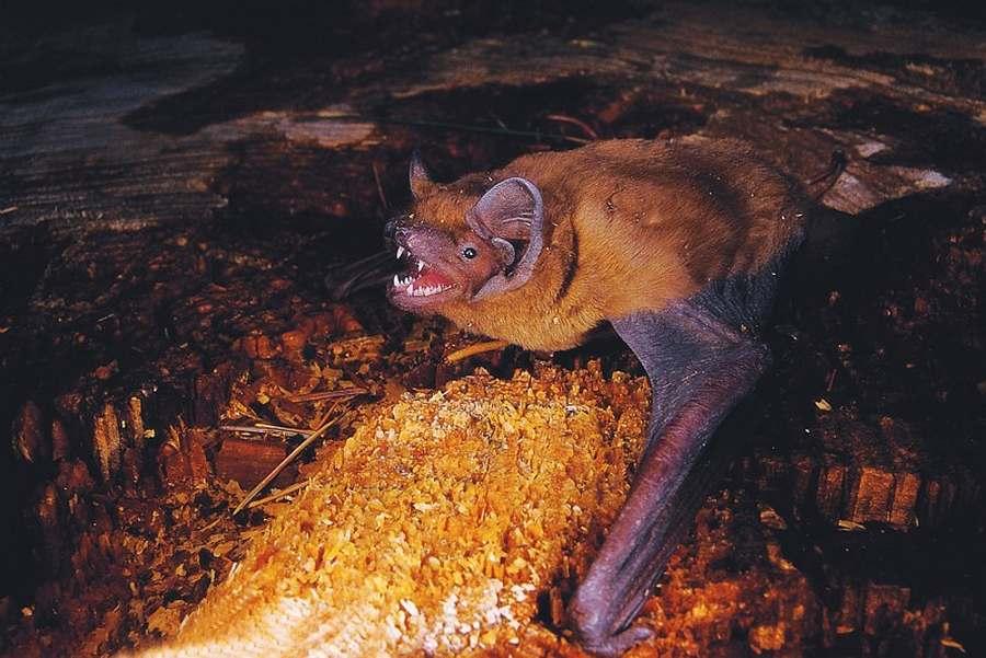 Noctule de Leisler 