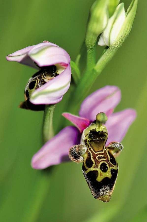Ophrys Bécasse