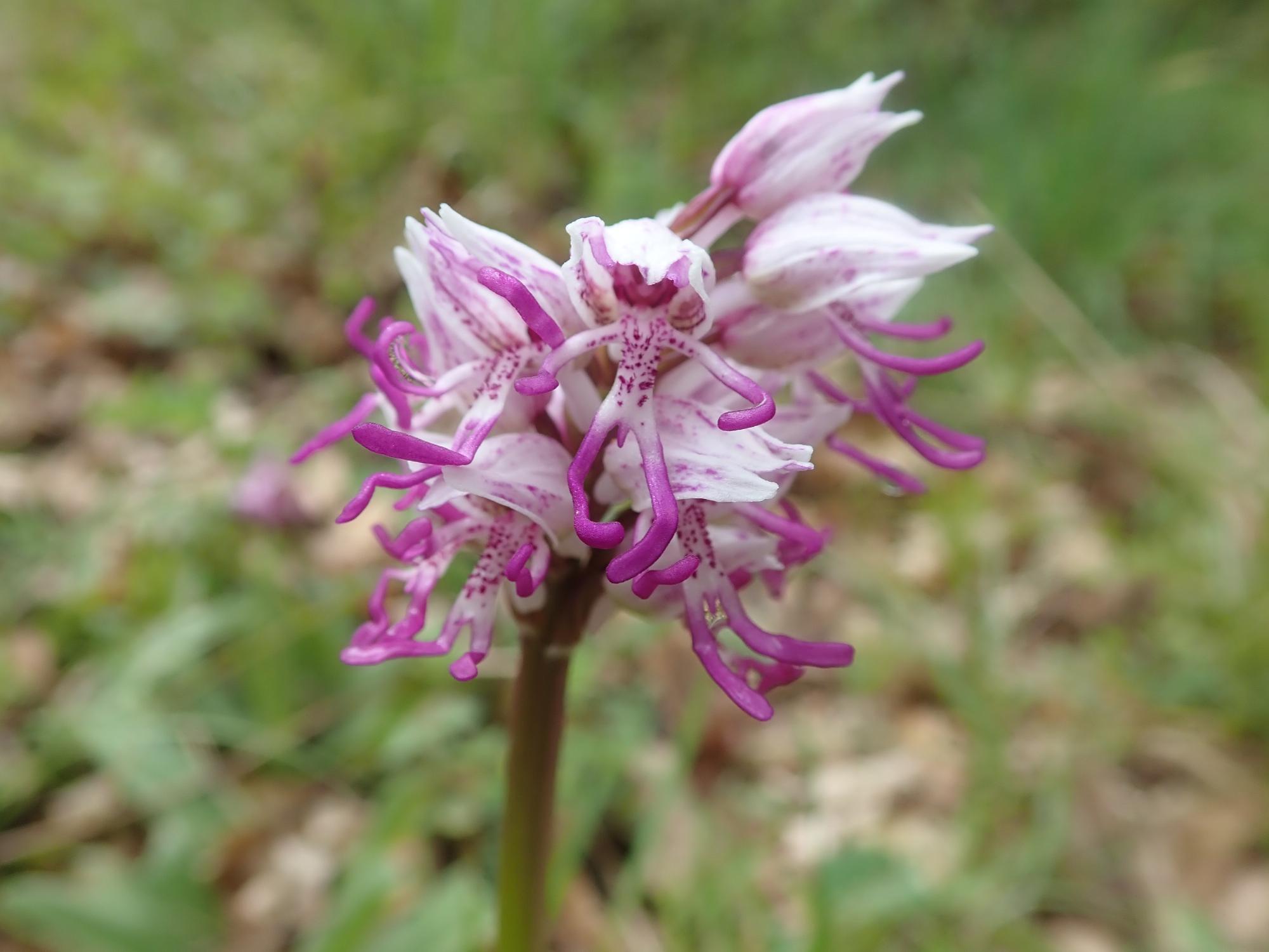 orchis_simia_bois_de_tessone_arre.jpg