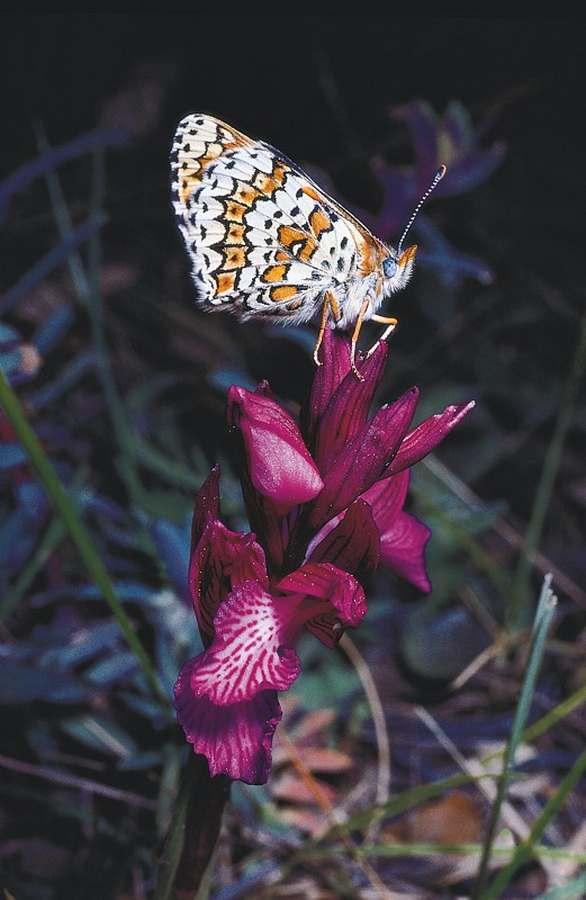 Papillon sur orchidée