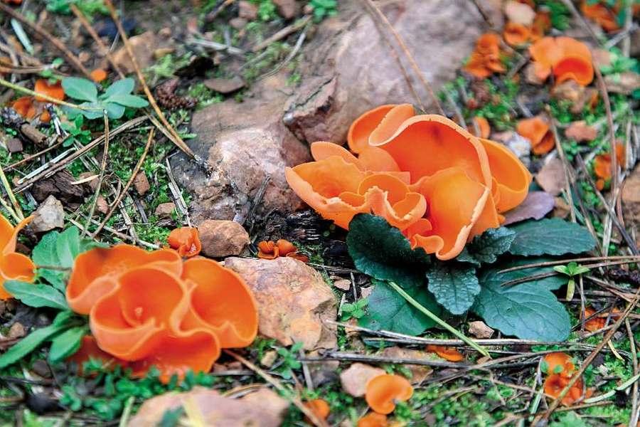 Pezize orangée © Régis Descamps