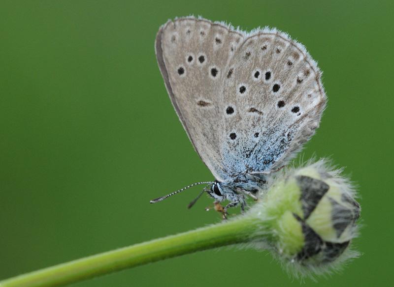 phengaris_rebeli_-_mountain_alcon_blue_01.jpg
