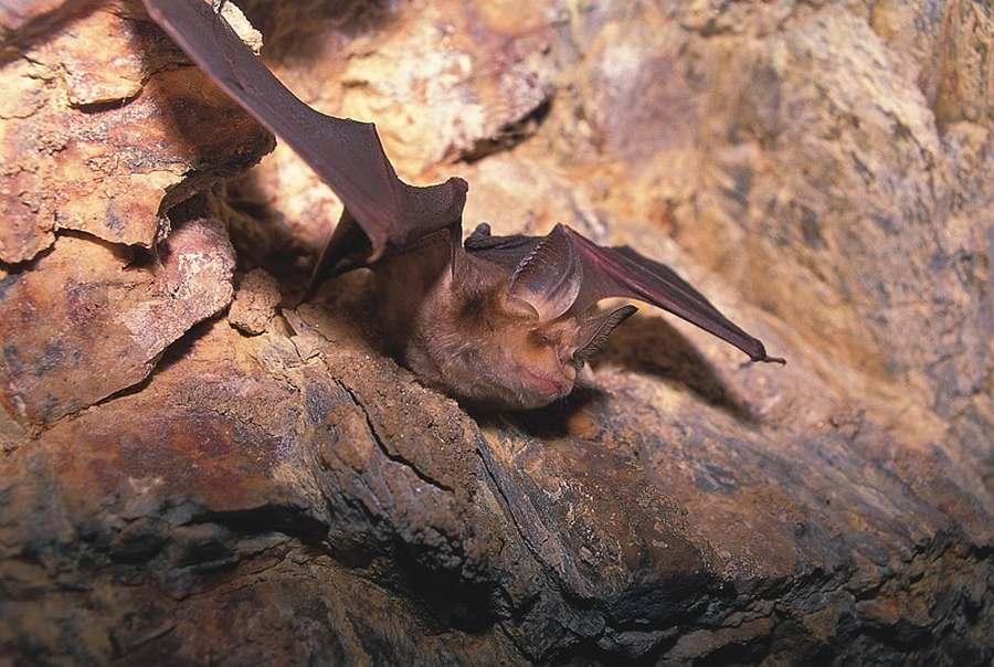 Rhinolophe de Mehely 