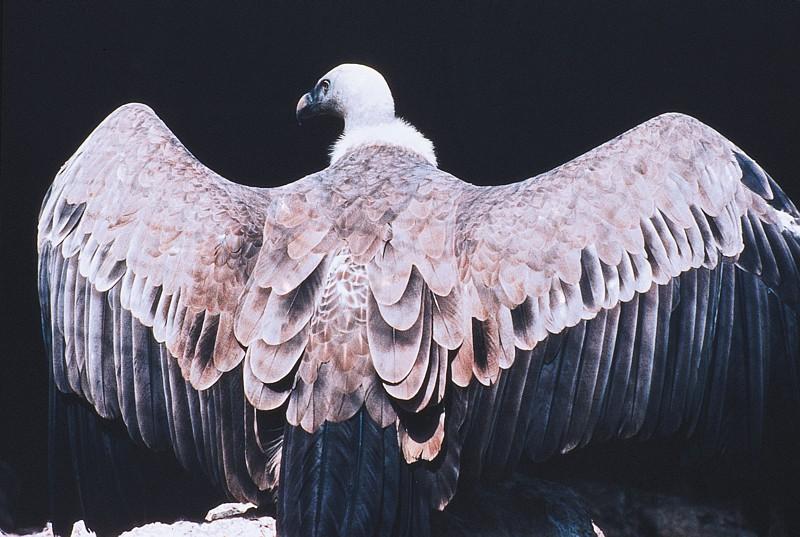Vautour fauve