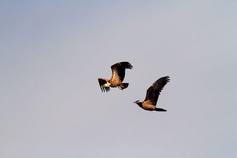 Vautour fauve poursuivi par un gypaète barbu