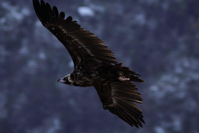 Vautour moine dans les gorges de la Jonte