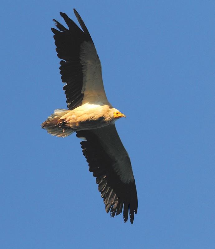 Vautour percnoptère