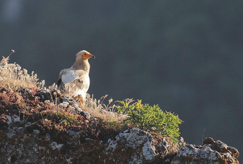 Vautour percnoptère