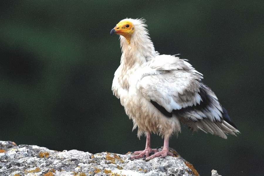 Vautour percnoptère