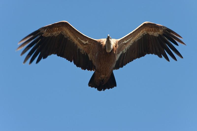 Vautour fauve